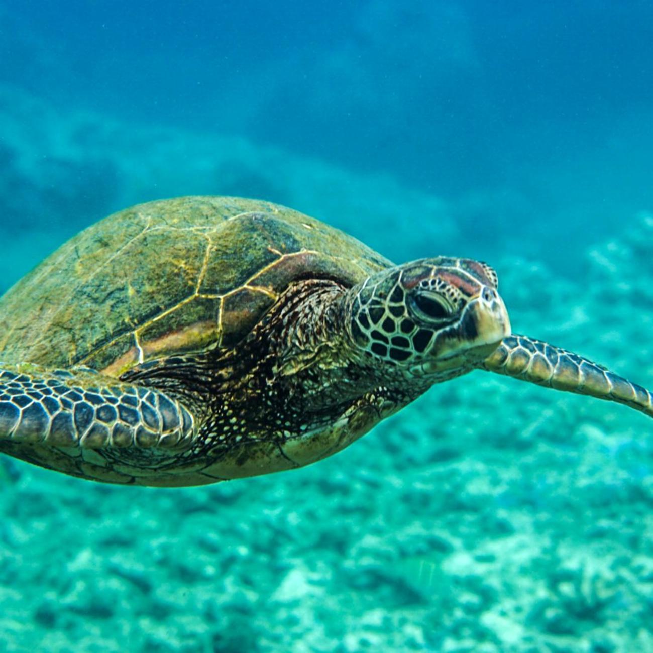 Best Snorkeling Spots in West Maui: A Local's Guide